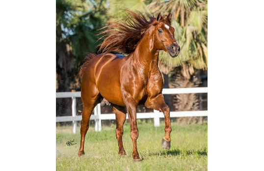 HOLAND EASY STEEL JR